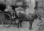 Norma Ullian on Goat Cart Fort Lauderdale, 1934 