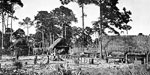 Seminole Indian Camp, 1917