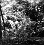 Fairchild Tropical Garden Miami, Florida, 1980