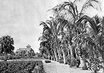 Palm-Lined Grounds With House in Background, 1896
