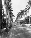 Palm Trees Along McGregor Bvd., Fort Myers, 1961