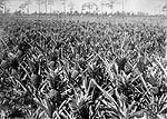 Pineapple Field, Delray or Fort Pierce, 192-