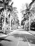 Avenue of Royal Palms, Palm Beach Florida, 194-