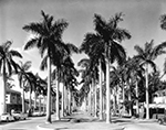Royal Palm Avenue, Palm Beach Florida, 1958